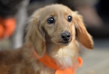 f:id:dog_life_saving:20180306131606j:image