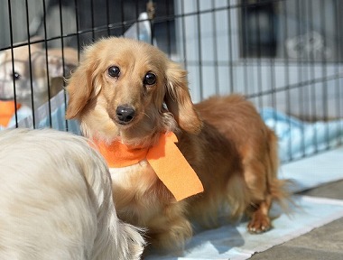 f:id:dog_life_saving:20180306131609j:image