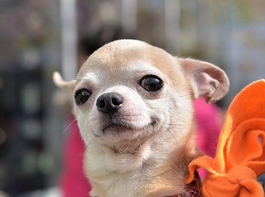 f:id:dog_life_saving:20180306134255j:image