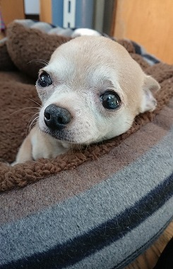 f:id:dog_life_saving:20180306134258j:image
