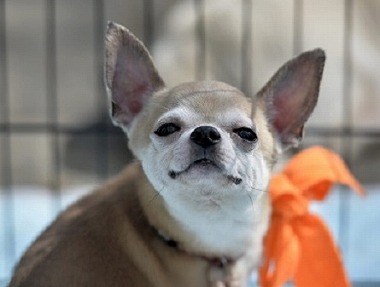 f:id:dog_life_saving:20180306134303j:image