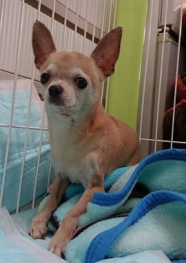 f:id:dog_life_saving:20180306151351j:image