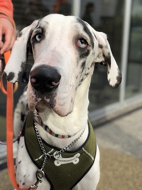 f:id:dog_life_saving:20180329093339j:image