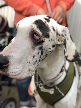 f:id:dog_life_saving:20180329093340j:image