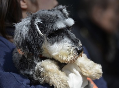 f:id:dog_life_saving:20180329093350j:image