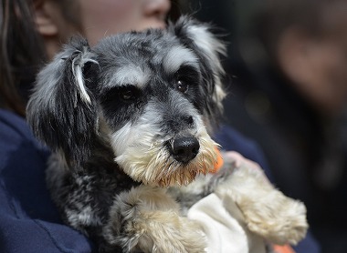 f:id:dog_life_saving:20180329093351j:image
