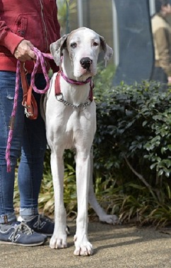 f:id:dog_life_saving:20180329093408j:image