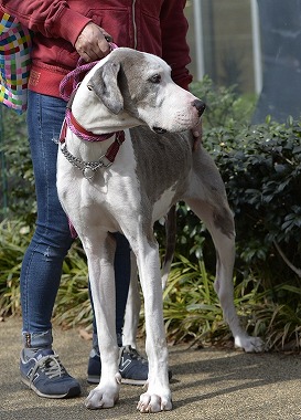 f:id:dog_life_saving:20180329093409j:image
