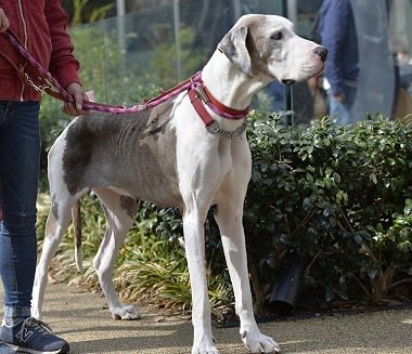 f:id:dog_life_saving:20180329093410j:image