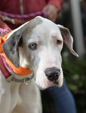 f:id:dog_life_saving:20180329093411j:image