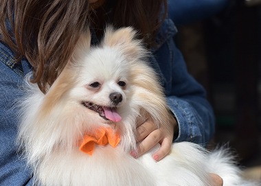 f:id:dog_life_saving:20180329104824j:image