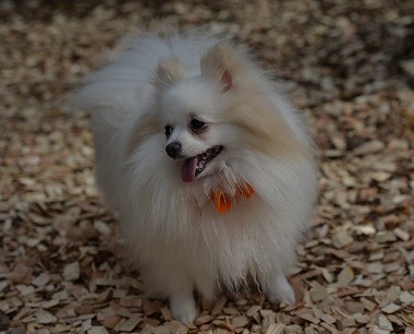 f:id:dog_life_saving:20180329104830j:image