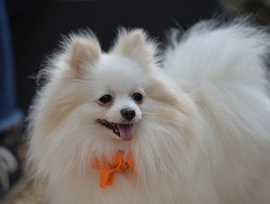 f:id:dog_life_saving:20180329104834j:image
