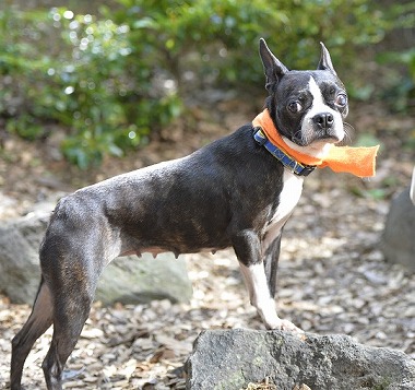 f:id:dog_life_saving:20180508150928j:image