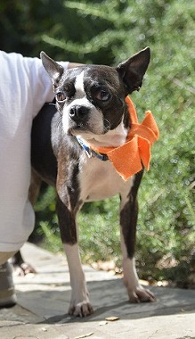 f:id:dog_life_saving:20180508150930j:image