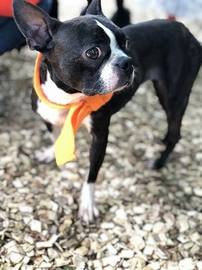 f:id:dog_life_saving:20180508150932j:image