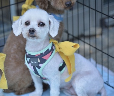 f:id:dog_life_saving:20180508150954j:image