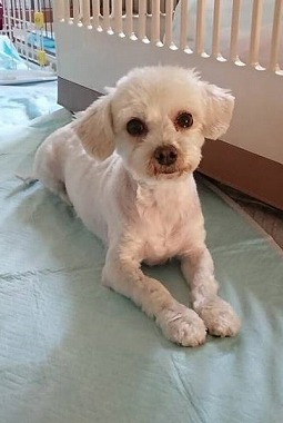 f:id:dog_life_saving:20180508150956j:image