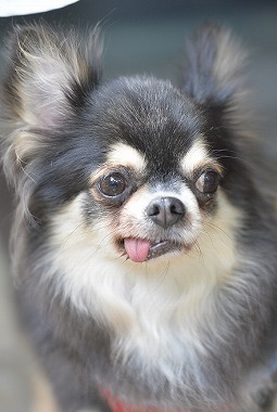 f:id:dog_life_saving:20180508151018j:image