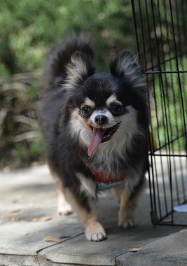f:id:dog_life_saving:20180508151020j:image
