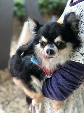 f:id:dog_life_saving:20180508151022j:image