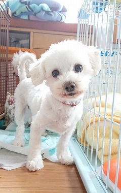 f:id:dog_life_saving:20180518130915j:image