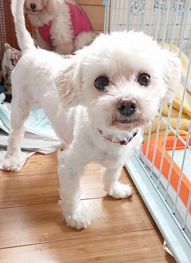 f:id:dog_life_saving:20180518130916j:image