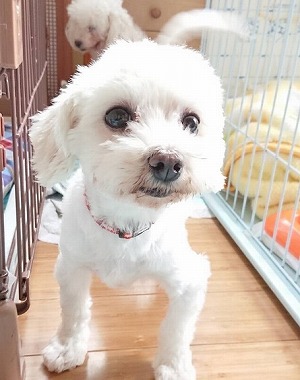 f:id:dog_life_saving:20180518130917j:image