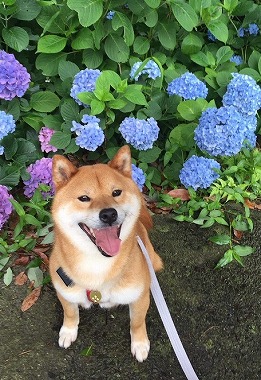 f:id:dog_life_saving:20180625154508j:image