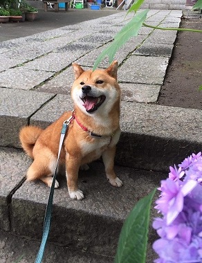 f:id:dog_life_saving:20180625154510j:image