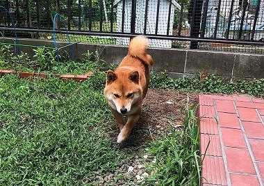 f:id:dog_life_saving:20180625154513j:image