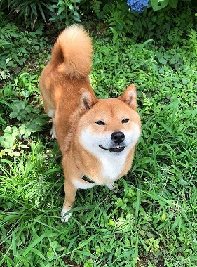 f:id:dog_life_saving:20180625154517j:image