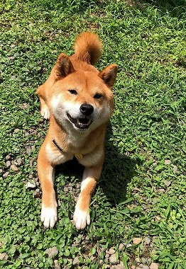 f:id:dog_life_saving:20180625154519j:image