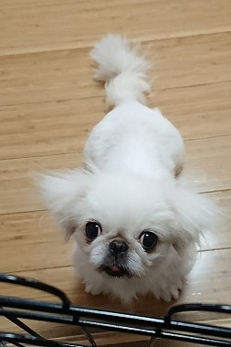 No.180617B-PNF（ペキニーズ 5歳位 3.9kg ♀) - DogLifeSaving- 犬の紹介
