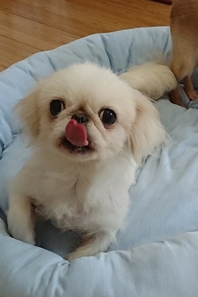 f:id:dog_life_saving:20180704095727j:image