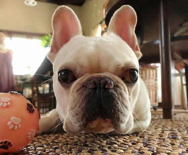 f:id:dog_life_saving:20180806145105j:image