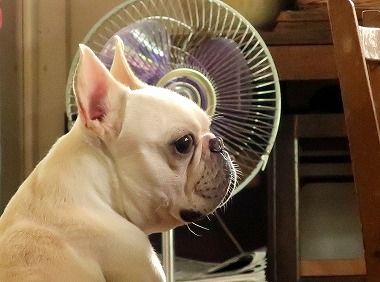 f:id:dog_life_saving:20180806145106j:image