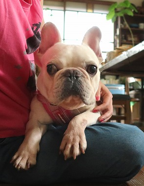 f:id:dog_life_saving:20180806145108j:image