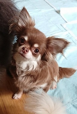 f:id:dog_life_saving:20180807140427j:image