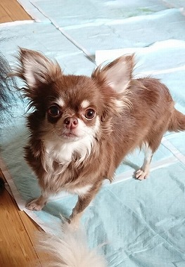 f:id:dog_life_saving:20180807140430j:image