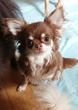 f:id:dog_life_saving:20180807140432j:image