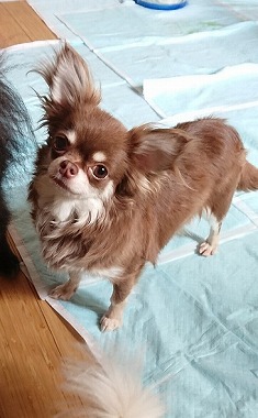 f:id:dog_life_saving:20180807140435j:image
