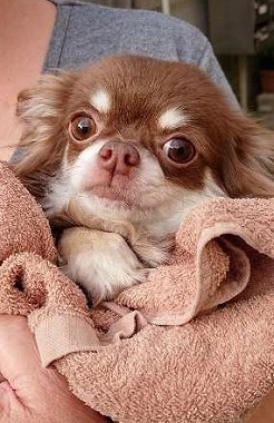 f:id:dog_life_saving:20180807140439j:image
