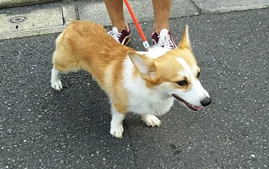 f:id:dog_life_saving:20180822152323j:image