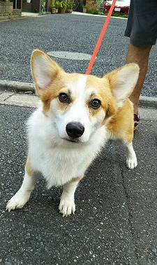 f:id:dog_life_saving:20180822152325j:image
