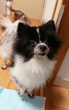 f:id:dog_life_saving:20181102141836j:image