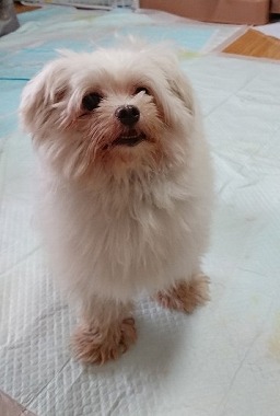 f:id:dog_life_saving:20181106134911j:image