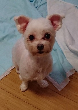 f:id:dog_life_saving:20181106134916j:image