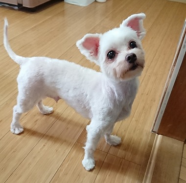 f:id:dog_life_saving:20181225150008j:image