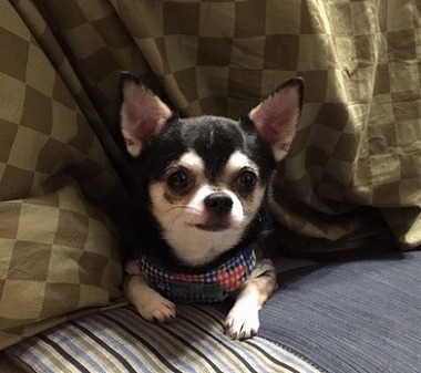 f:id:dog_life_saving:20181226144946j:image